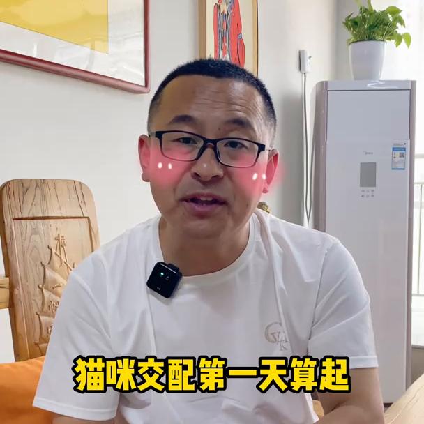 猫咪怀孕到生产注意事项,猫咪生产过程及注意事项