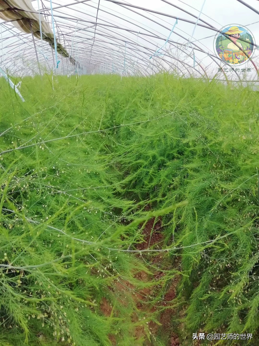 种植100万亩芦笋需育苗多少亩,带根芦笋怎么种植