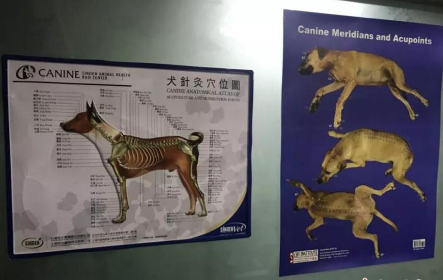 给狗做针灸的视频,带狗去针灸