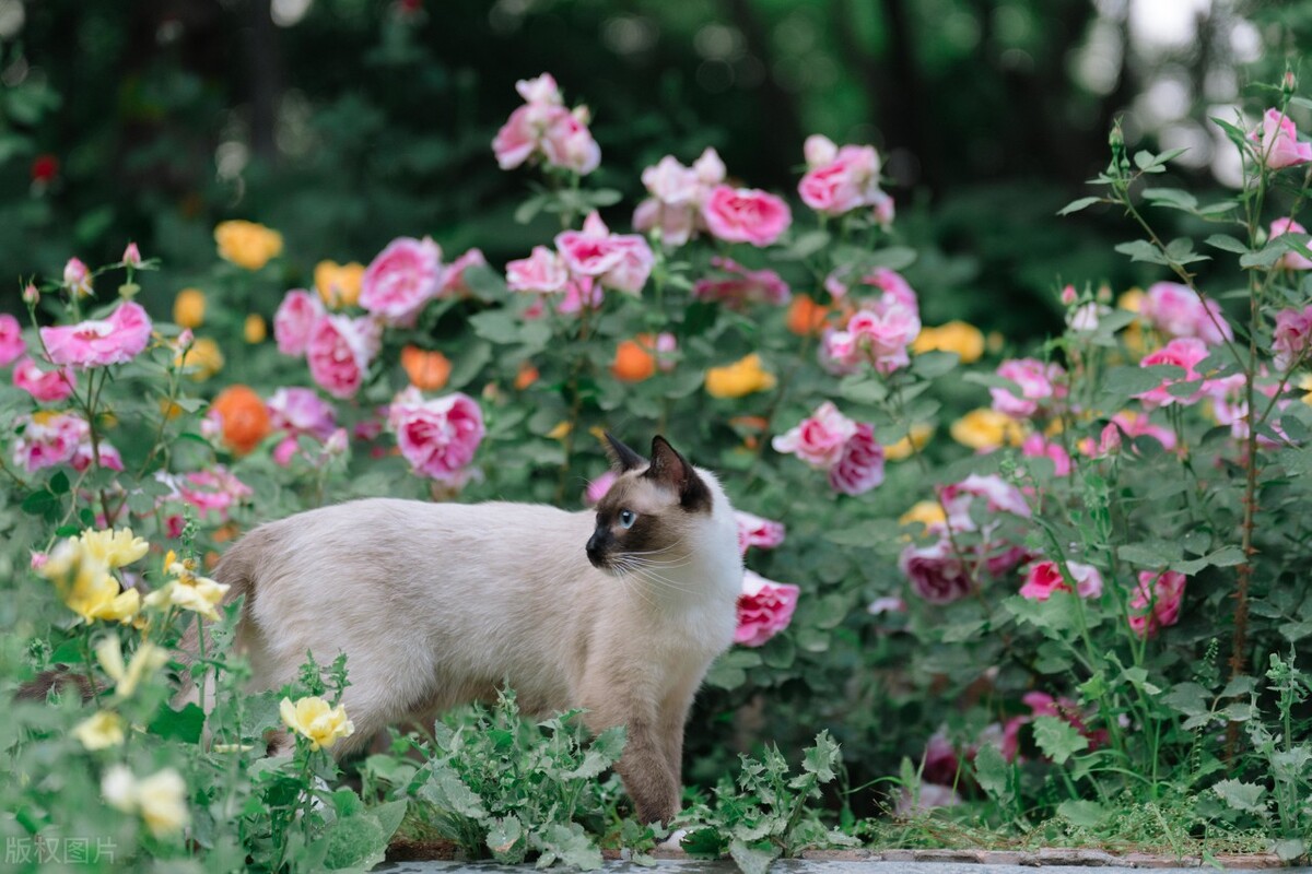 暹罗猫跟布偶,暹罗猫和布偶猫什么区别