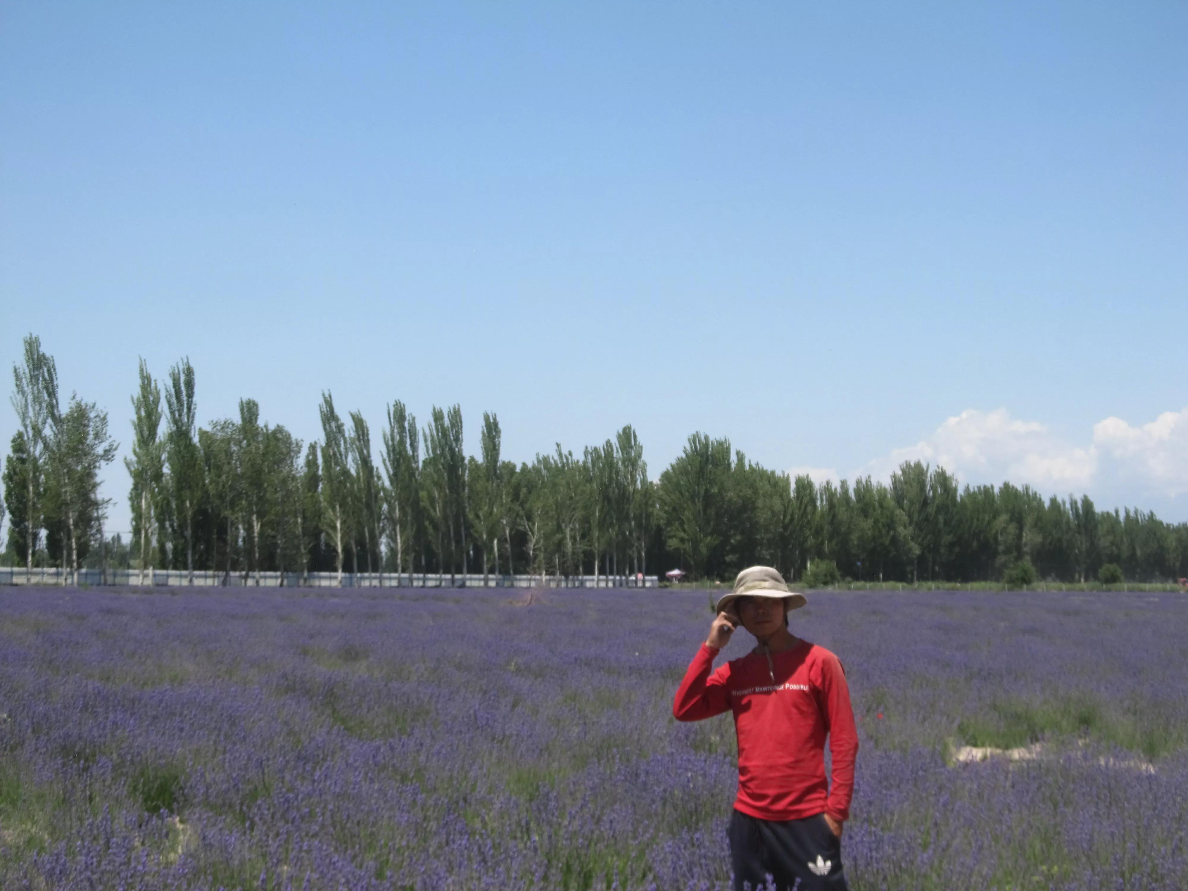 伊犁的薰衣草,伊犁的薰衣草是什么景点