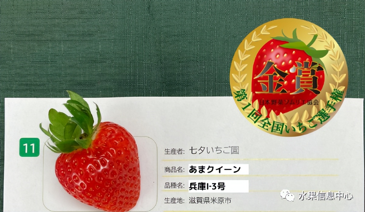 日本草莓评选大赛,排名第一的草莓品种是什么?