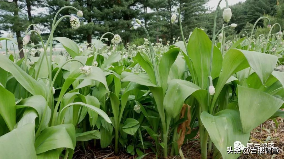 野生寒葱的药用功效,东北野生寒葱