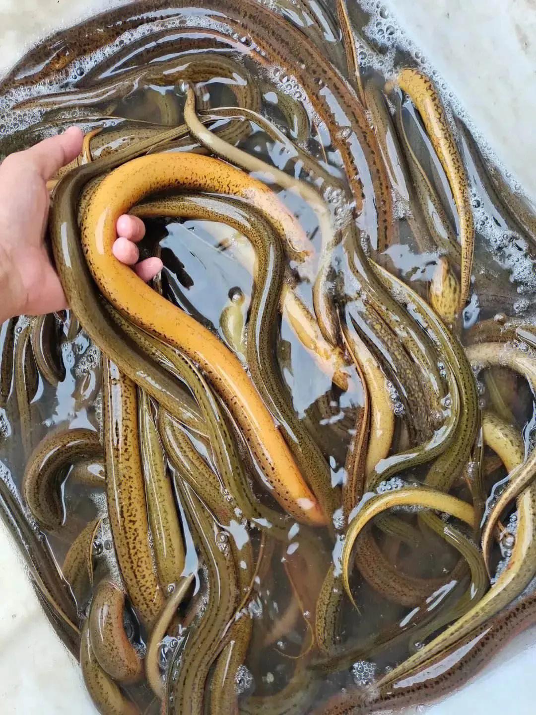 中国常见的淡水鱼全部图片,史上最全的淡水鱼图集