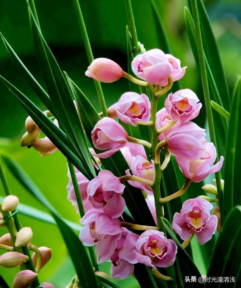 花中四君子之一兰花,兰花花草欣赏