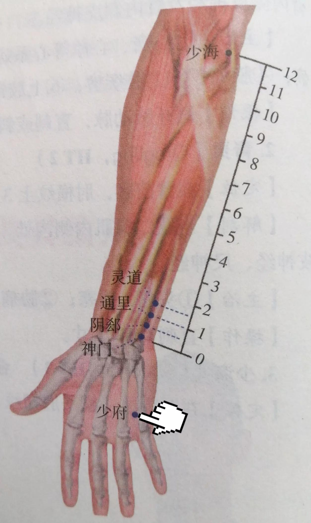 每日一穴鱼际穴,每日一穴肺俞穴