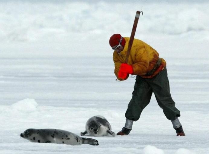 辽宁大连100头斑海豹幼仔遭猎捕,辽宁盘锦斑海豹罕见上岸晒日光浴