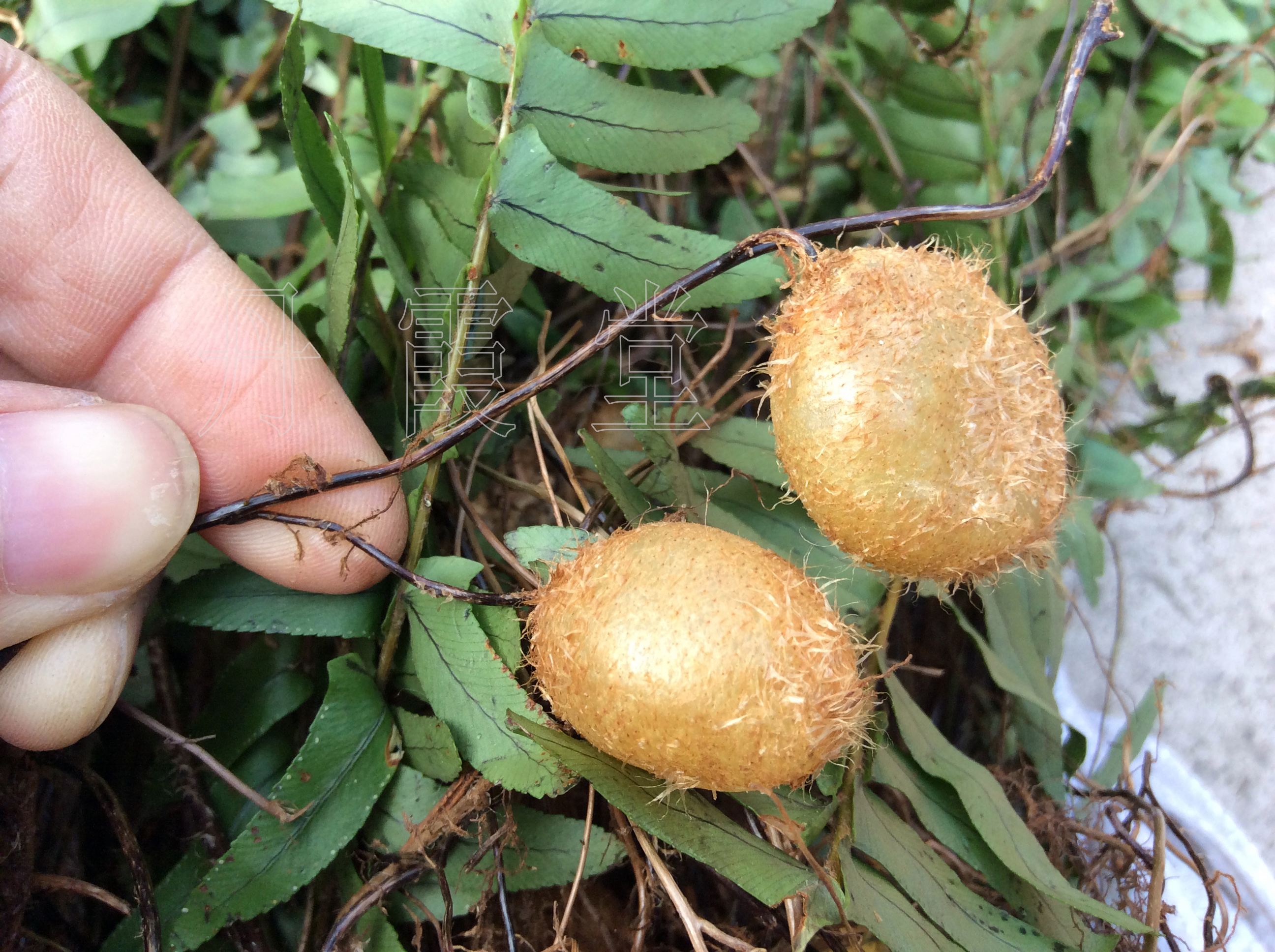 蜈蚣草危害,蜈蚣草对什么有危害