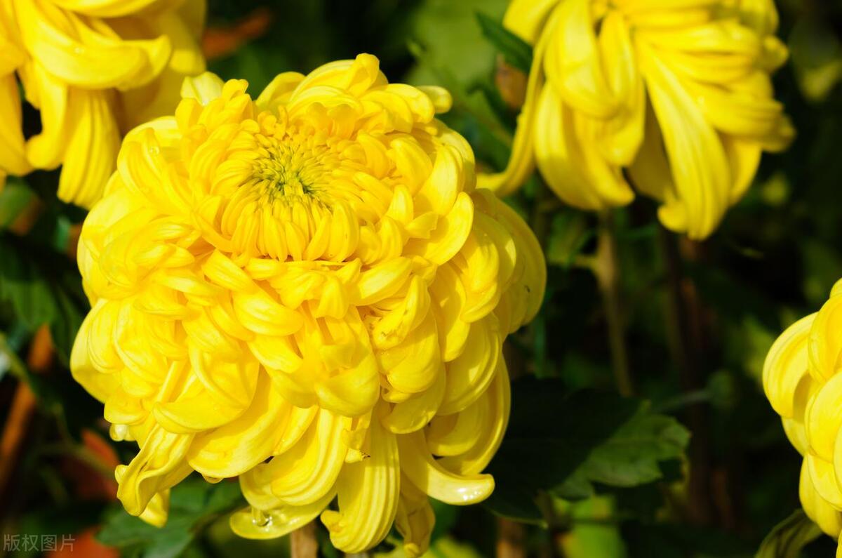 菊花花球怎么种,小菊花怎么养快速开花