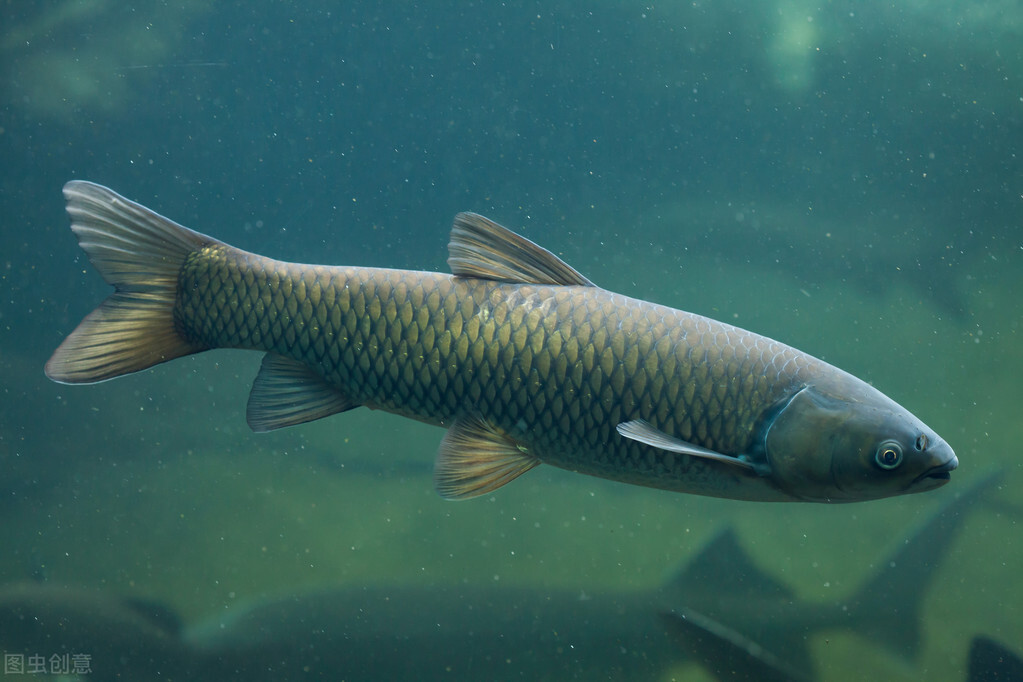 农村养殖罗非最有前景,养殖创业记录视频
