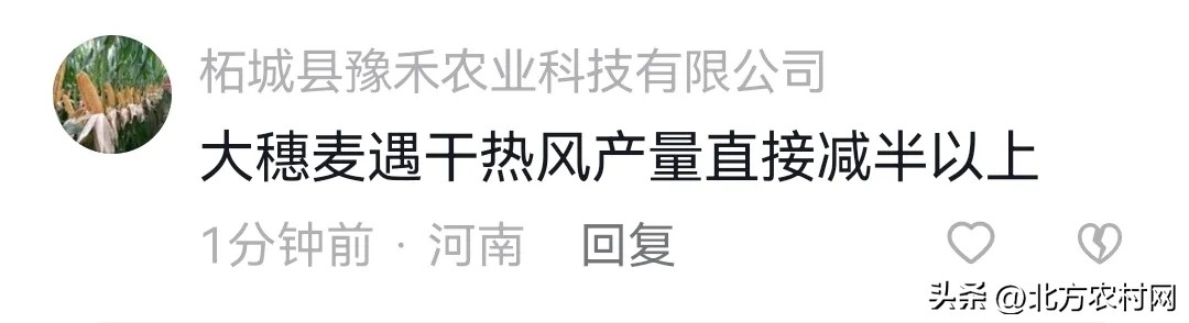 特大粒特大穗小麦种,矮杆大穗小麦什么品种好