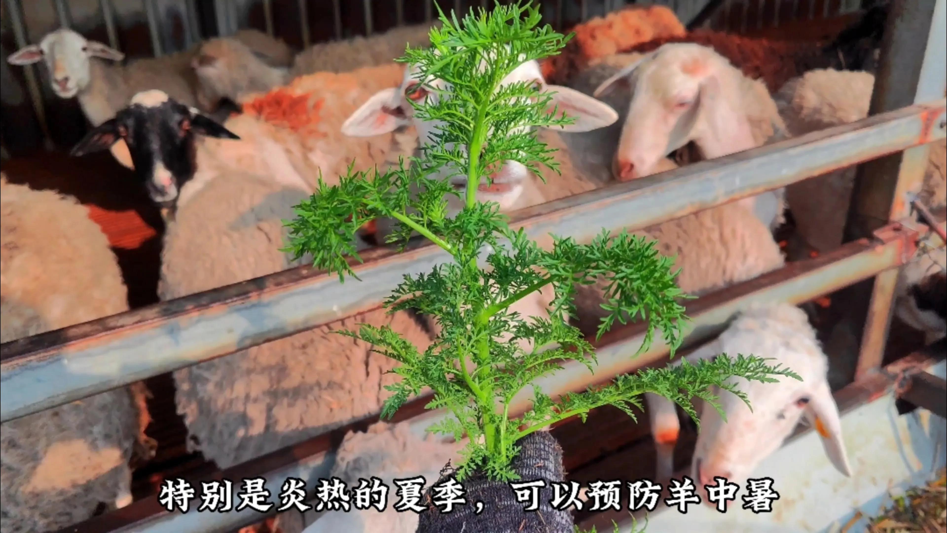 农村羊爱吃的七种常见野草，根据营养价值和适口性，做个排名