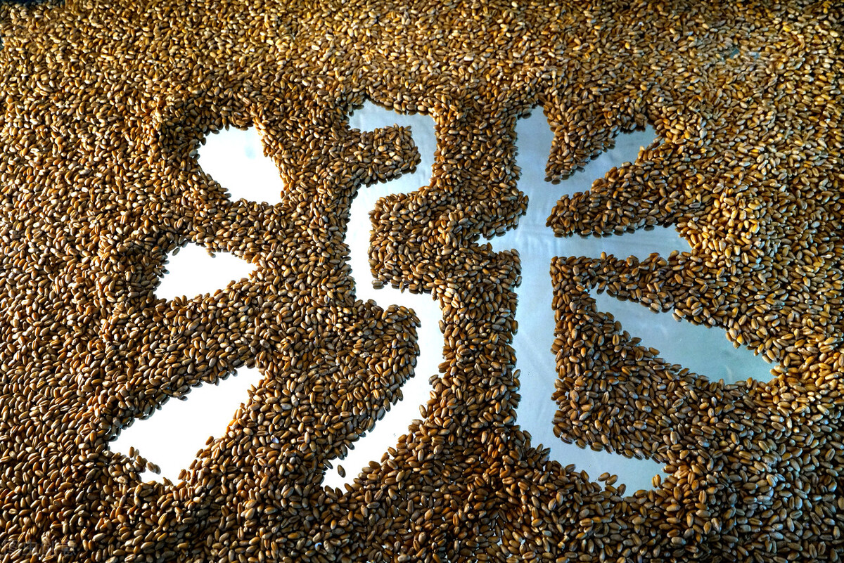 面粉厂收购小麦报价,面粉厂收购小麦价格表