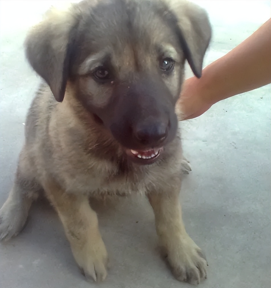 男子被收养多年的狗咬到忍痛遗弃,男子收养100多只被人贩子抓走的狗