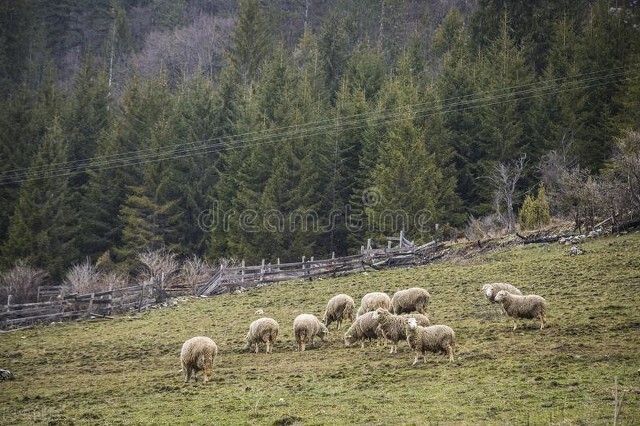 放养羊养殖方法图解大全,种草养羊技术要点