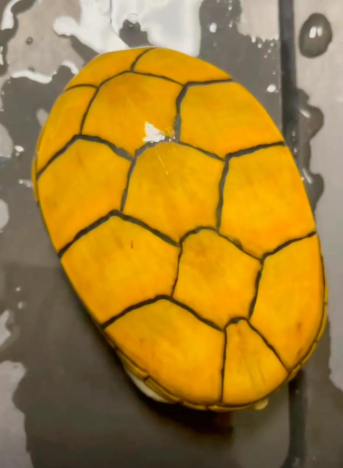 好养的蛋龟推荐,好养又好看的蛋龟