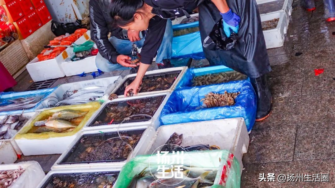 不吃一顿螃蟹，扬州人过不好这个秋天