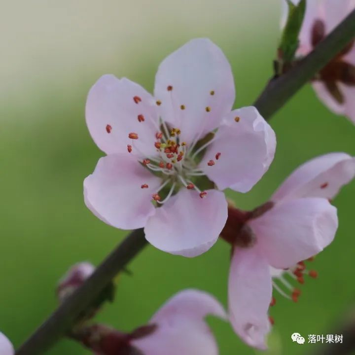 怎样辨别果树花和芽,怎么分辨阳光玫瑰果树