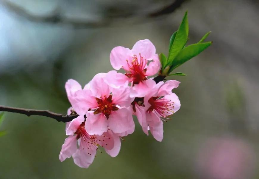 桃花七律藏头诗,七律桃花赋全文