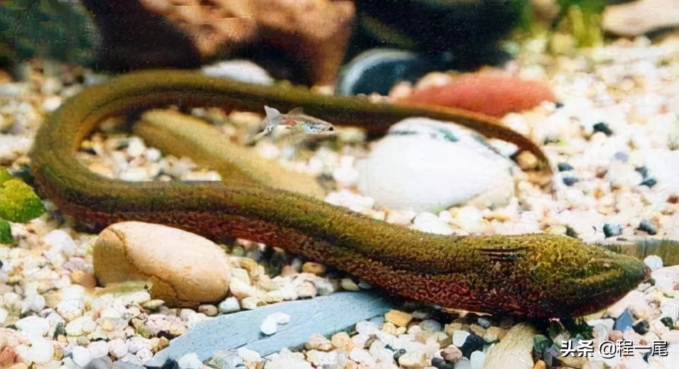 怎样找鳝鱼的洞穴,钓鳝鱼技巧小视频