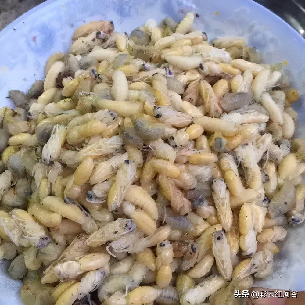 食物链顶端的云南人搞笑,云南人食物链顶端