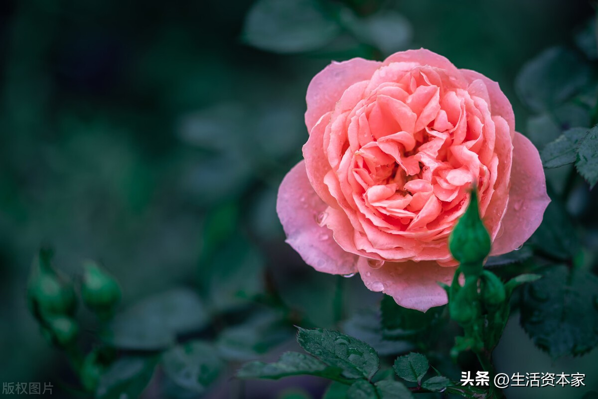 诗词里的唯美意境春天,赞美春天的诗词和美句