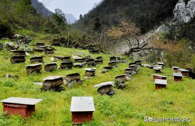 武都土特产有哪些,平武大山深处