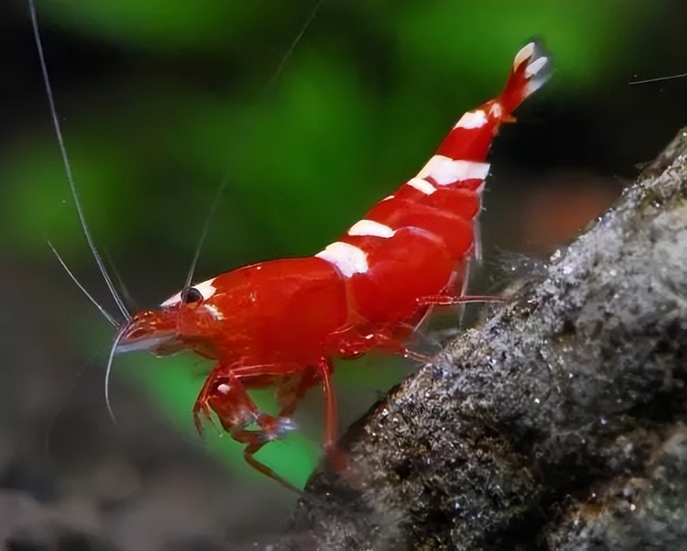 养宠物虾需要准备什么,哪种宠物虾比较好养