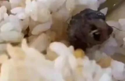 曲线反贪？江西“鸭脖门”事件再掀波澜！专家:老鼠或要立头功？