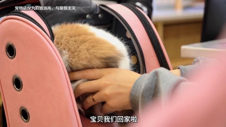 宠物店买到星期狗怎么办,宠物市场买到星期猫