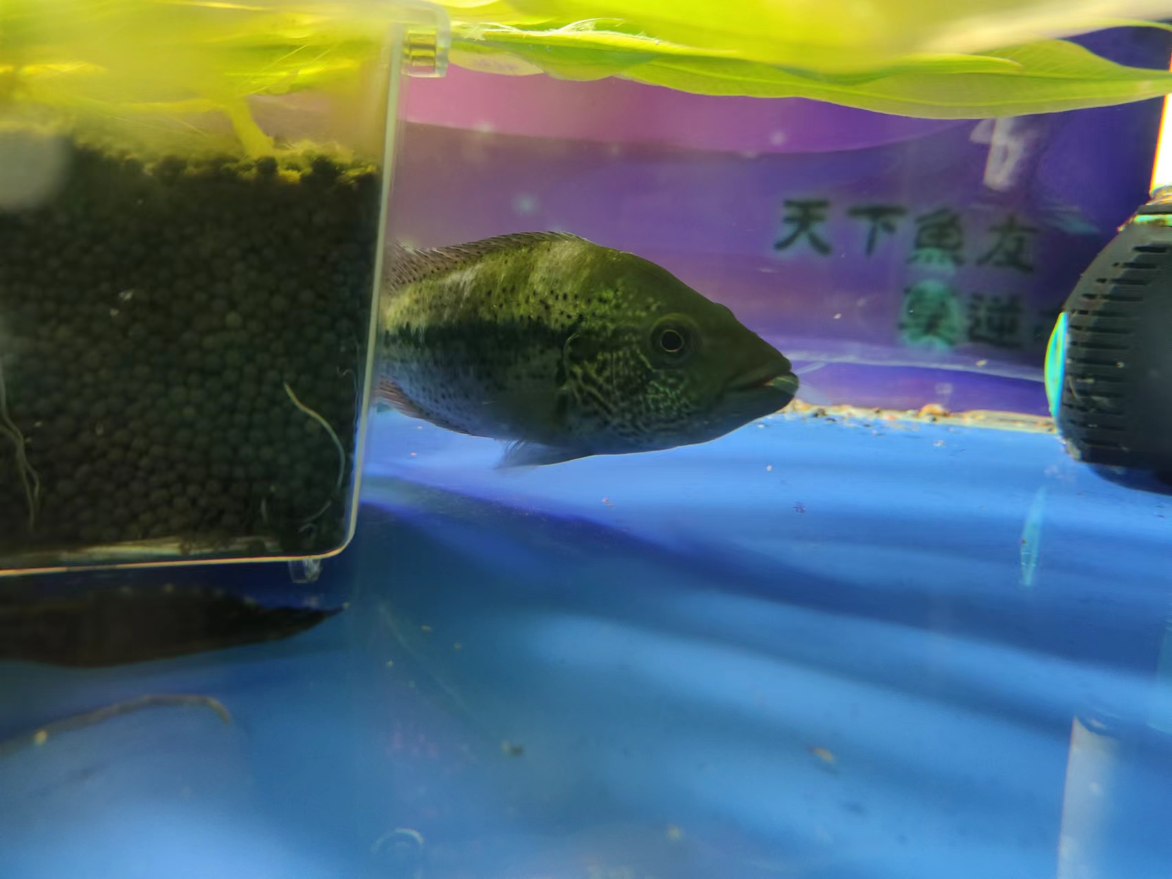 氨氮超标硝化细菌会死吗,水体发白该不该加硝化细菌