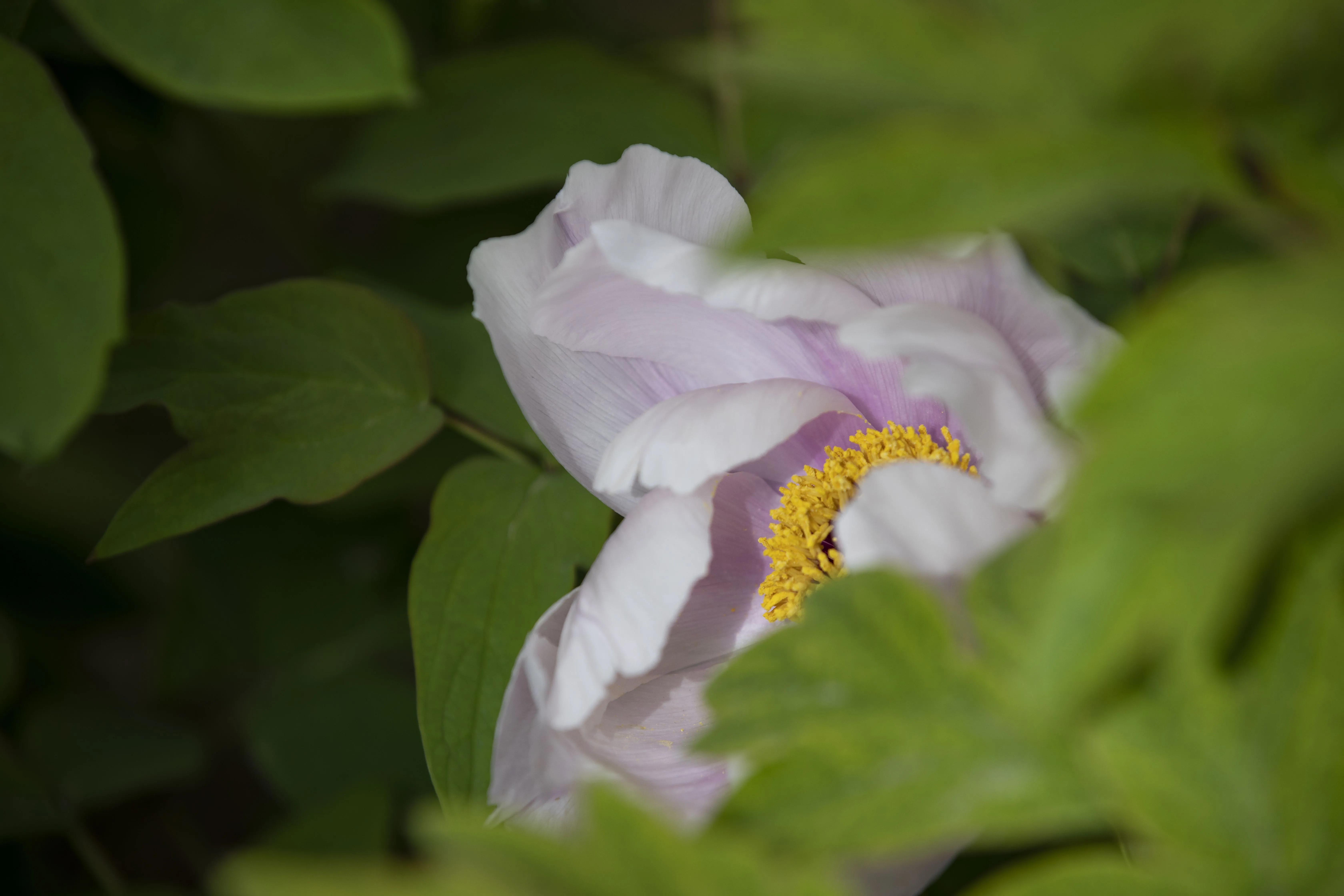牡丹花开得雍容华贵芳香四溢,牡丹花开雍容华贵视频