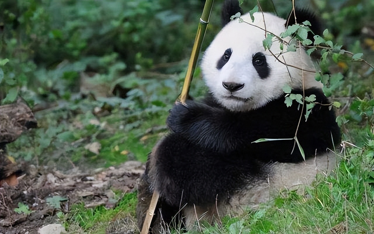 为什么加拿大养不起大熊猫,加拿大养不起熊猫