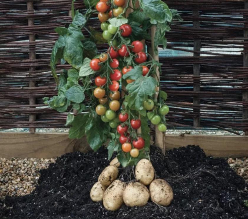 鍩哄洜缁勫伐鍏风,妞嶇墿鍩哄洜缁勫伐鍏风