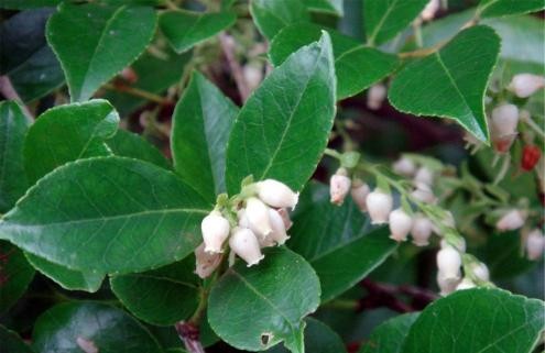 南烛乌饭树营养美食,南烛树和乌饭树