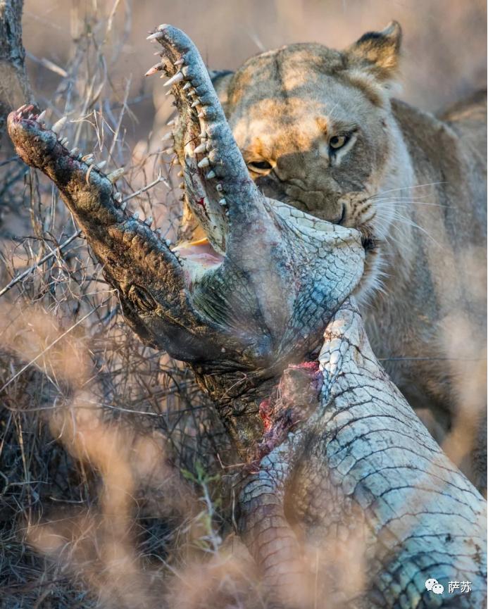 韩愈是怎么赶走鳄鱼的,韩愈写给鳄鱼的话
