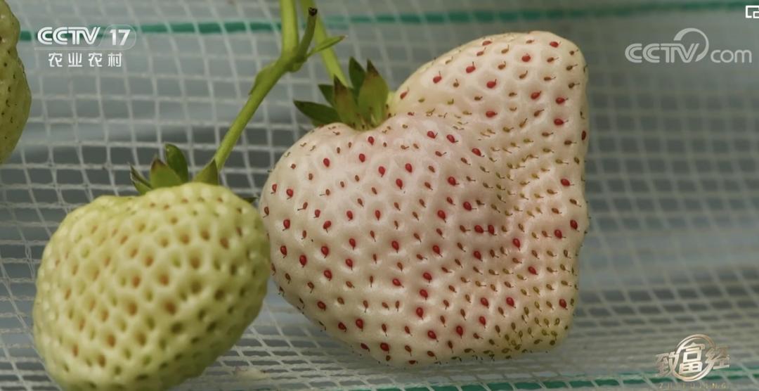 丹东九九草莓和红颜区别,丹东九九草莓新品