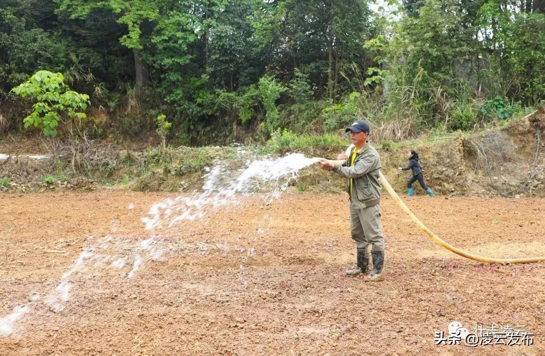 凌云:小小蚯蚓“钻”出致富新路子
