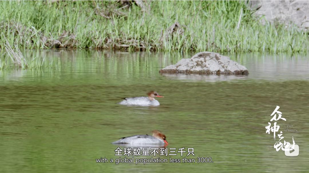 百万粉丝女网红“吃播”后被封杀,网友怒了:别让孩子毁于无知