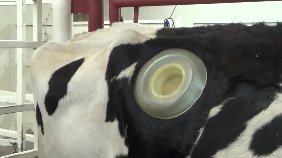 奶牛身上开洞的视频,牛身开洞是什么原因