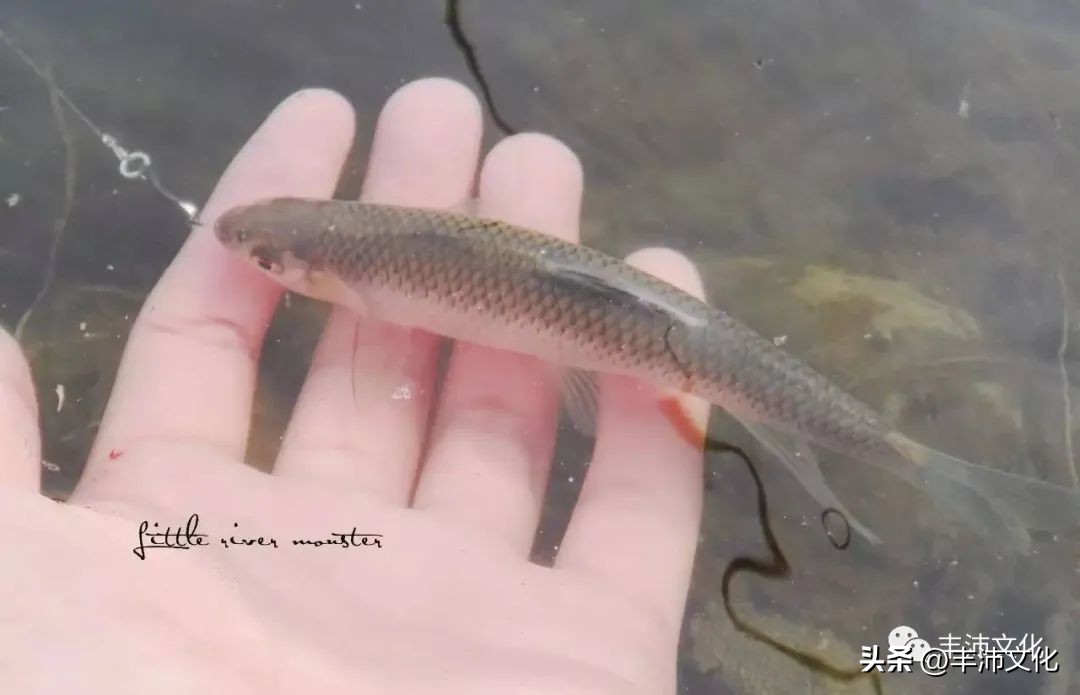 古代丰县在哪里,丰县有哪些历史