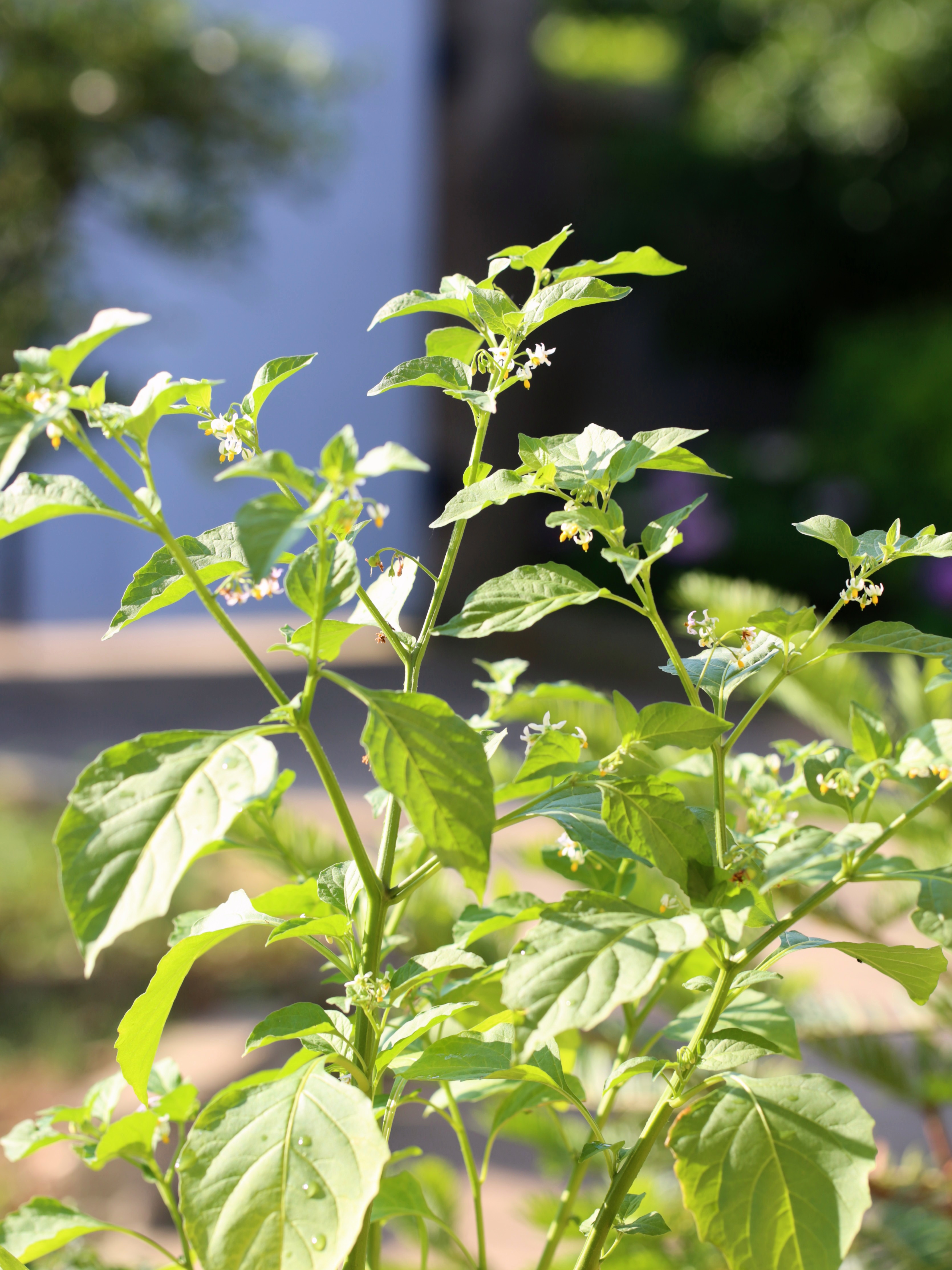 龙葵果小时候的味道,小时候的零食龙葵果