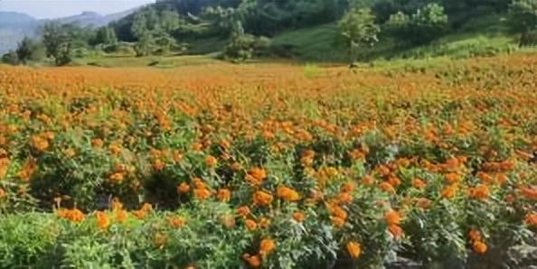 辛巴开国货计划新时代，即墨龙山：非遗公益课堂成暑期学习