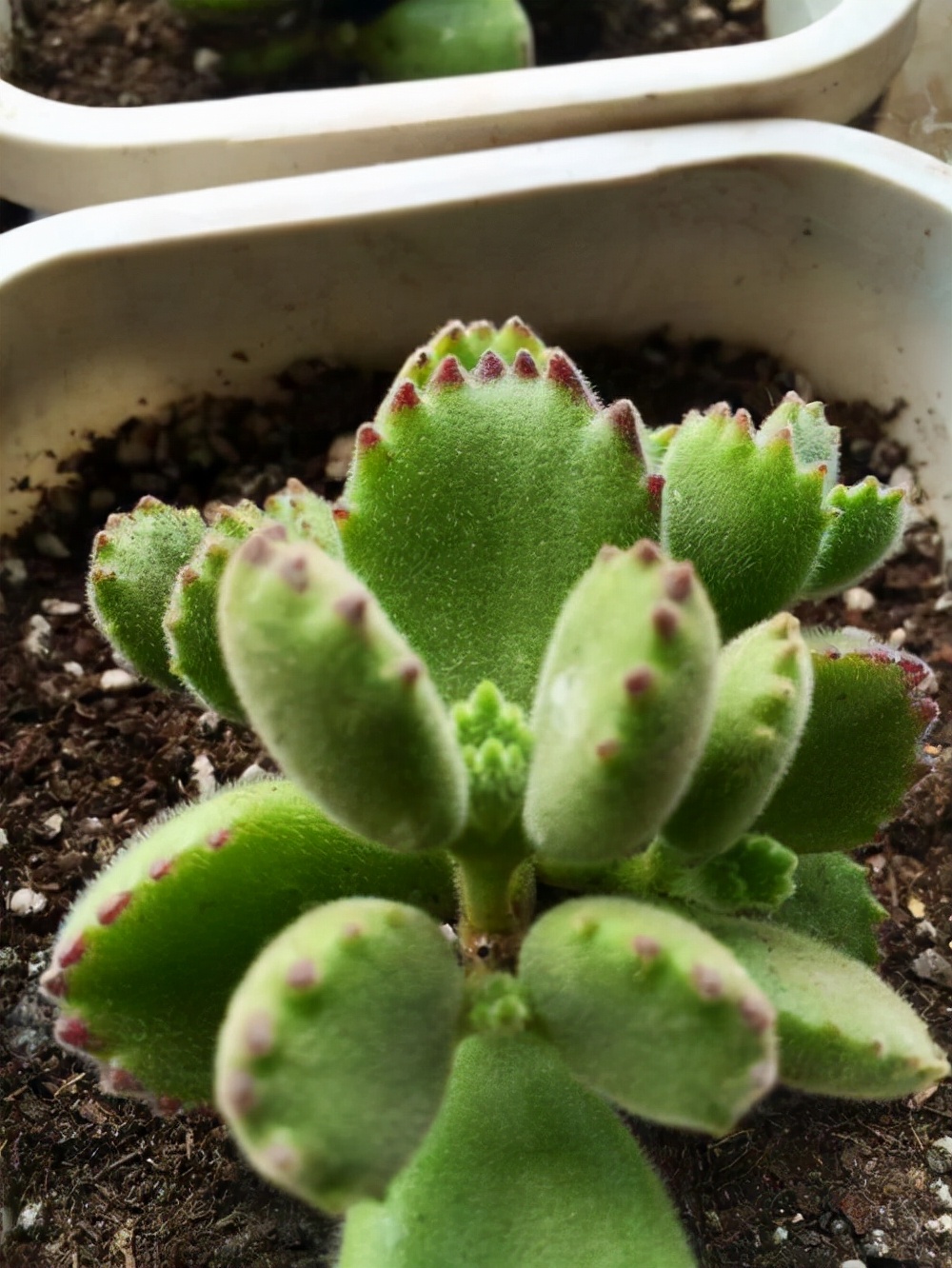 熊童子夏季3个月没浇水会怎样,熊童子一直不生根