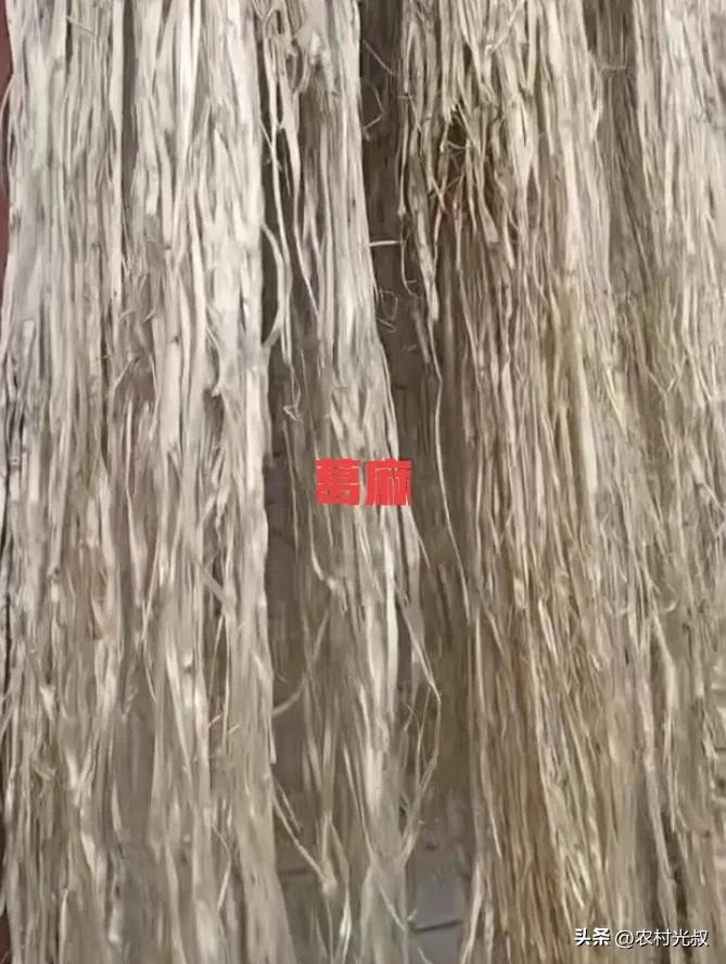 农村不起眼的东西有哪些可以卖钱,在农村有什么好的办法能发家致富