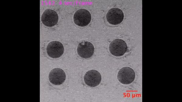 当精子与卵细胞相遇,当精子和卵子相遇后还会排卵吗