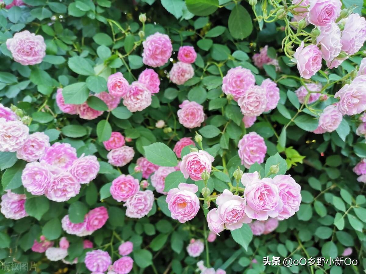 蔷薇花怎样才促使它开花又大又艳,蔷薇花种多少年有花开