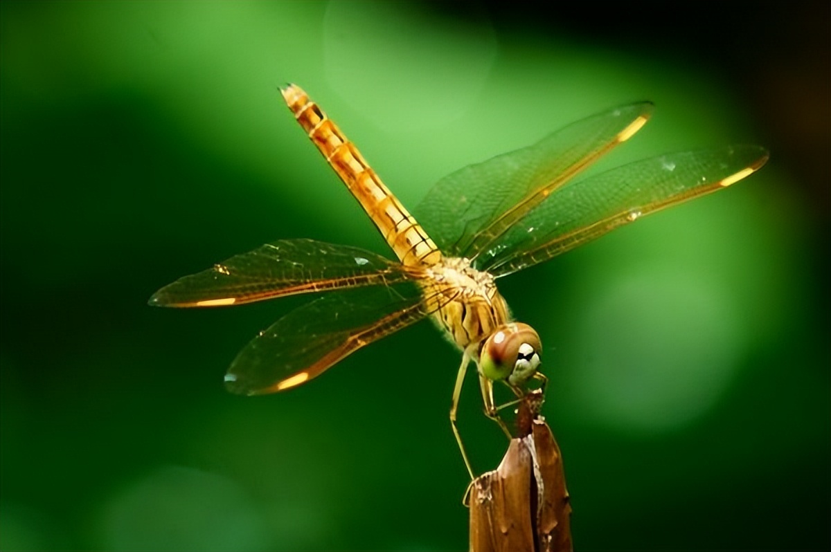 蜻蜓为什么只在夏天出现呢,很多蜻蜓聚集在一处是什么原因