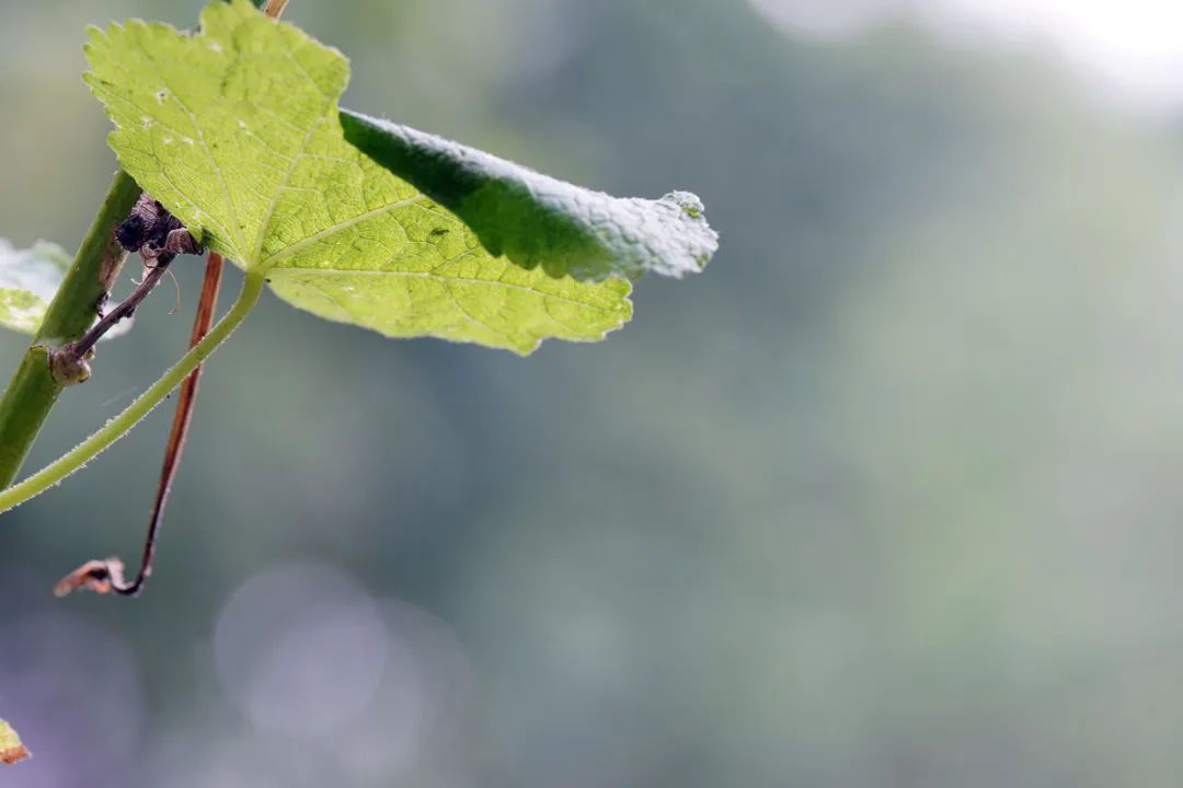 微单小三元镜头,索尼长焦镜头70-200f4机身按键作用