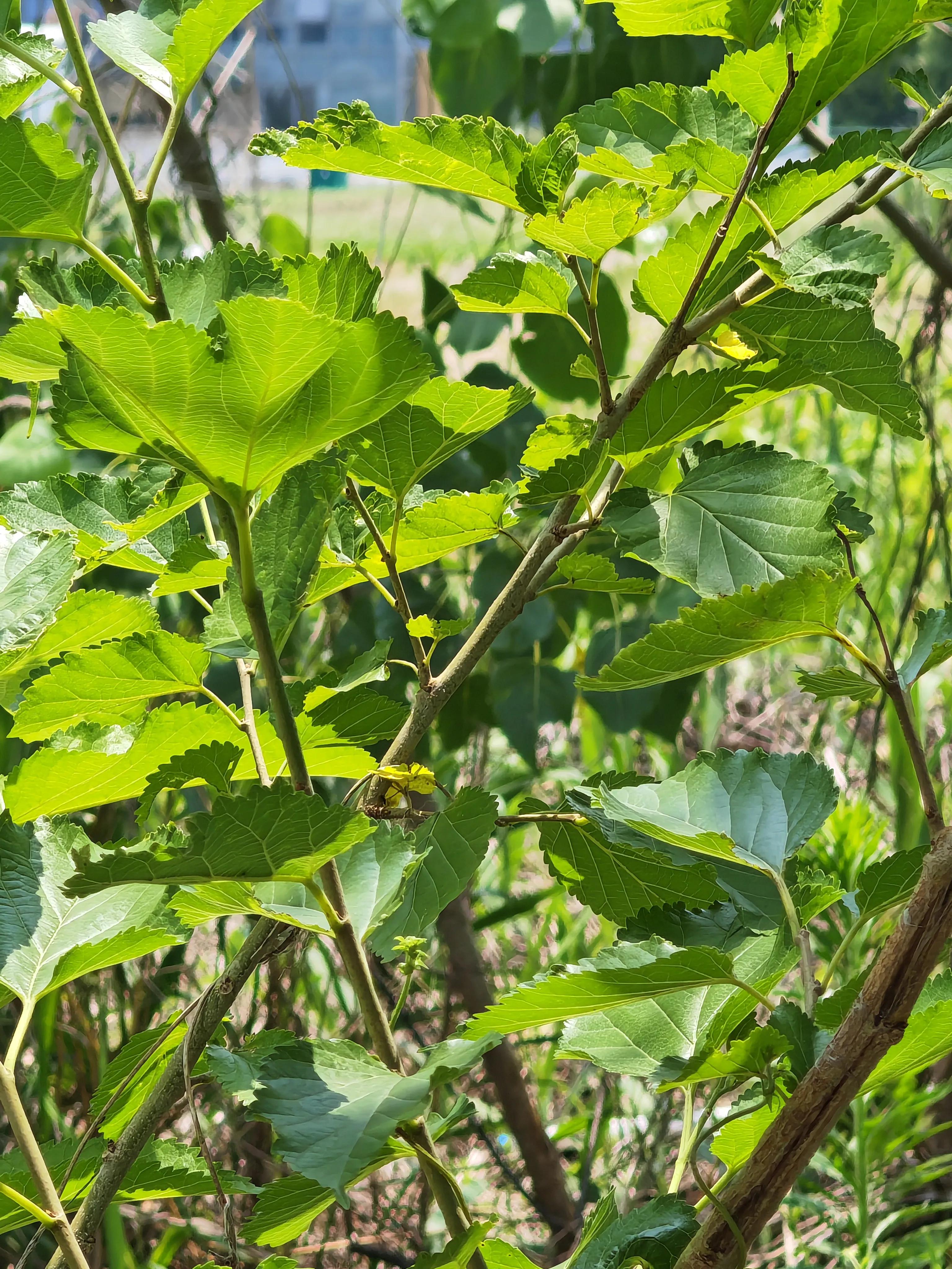 农村植物图解,农村的野生植物图